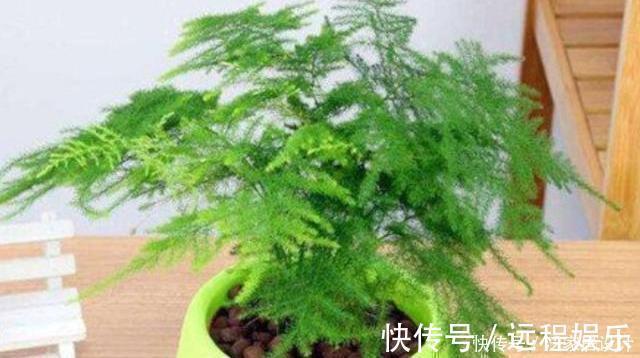 养文竹|文竹养护“小窍门”,几个细节做到位,叶子不黄不干,油绿爆盆