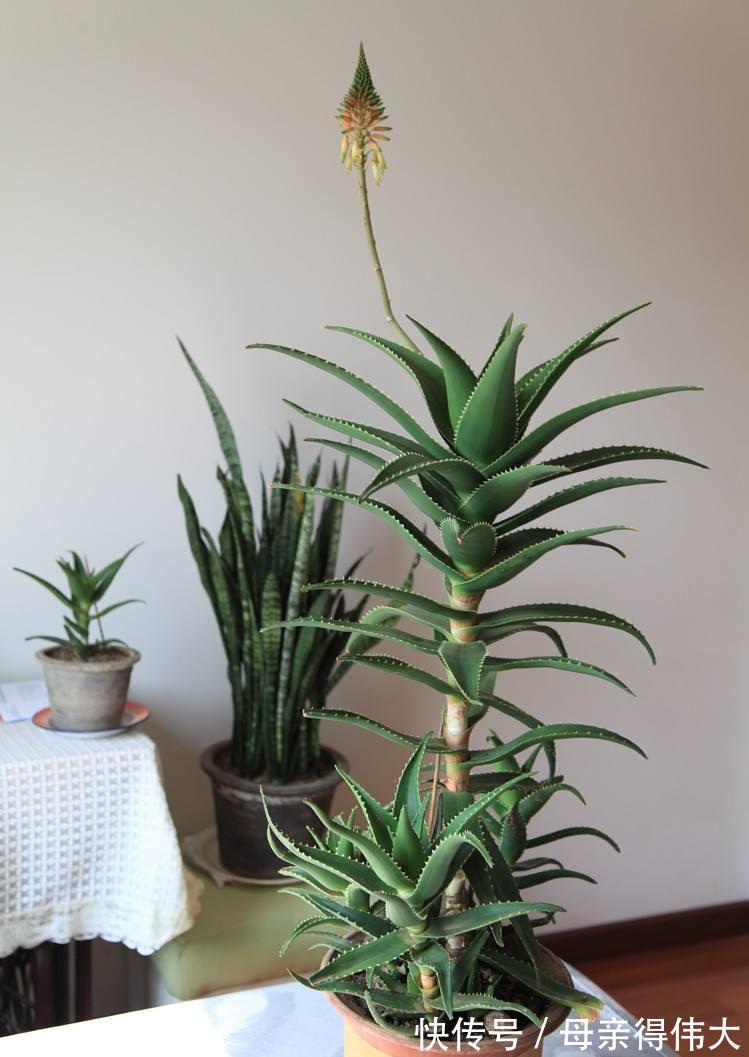 6种“懒人花”,看着很普通,养着很“实惠”,养得越久越觉得好