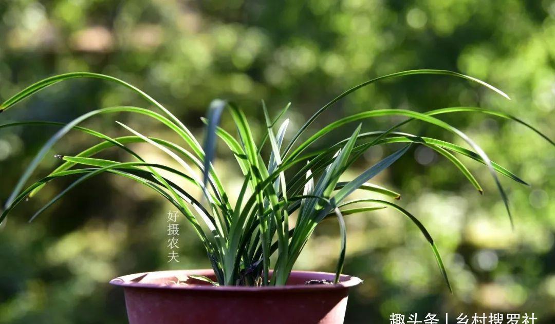 季节|三分种、七分养,芒种时节的兰花,如何养出浓绿的叶子?