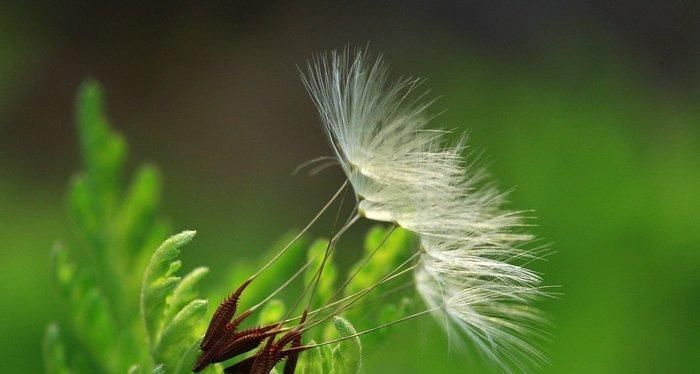 志趣|诗说蒲公英飘似舞,絮如纱,秋来志趣向天涯