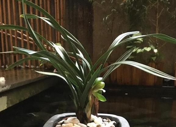 盆栽植物该如何养好根不想花钱买生根粉，就用它们轻松强根