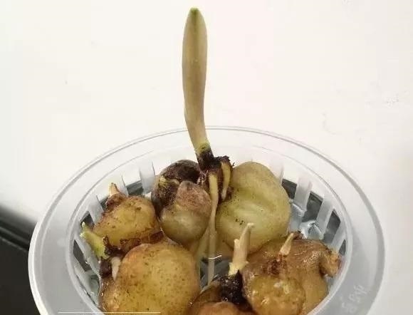 放弃|3种花养不好“别放弃”,直接扔水里,10天就生根,比绿萝还好养