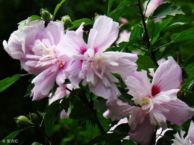  花朵|农村庭院常见“疟子花”，花朵鲜食美味爽滑，4大功效在这里