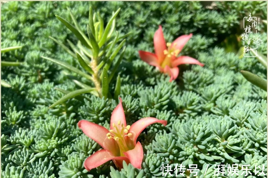 遇见即美,花事未荼蘼!种一桌子多肉,看花开花落!