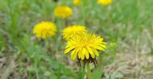 禁忌|17岁女生因一壶蒲公英水,送入医院,提醒蒲公英泡水有4大禁忌