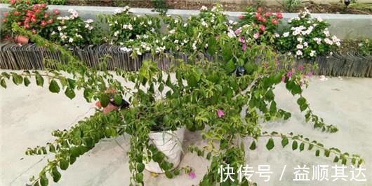 植物|三角梅长寿花不开花?用点“小手段”,催出满盆花苞,就是欠修理