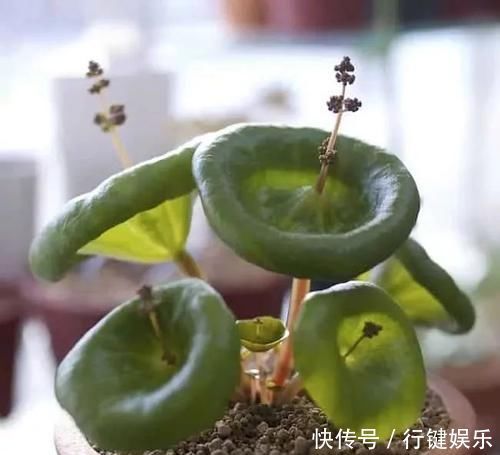 10种长相很怪异的盆栽植物,都很适合养在花盆里