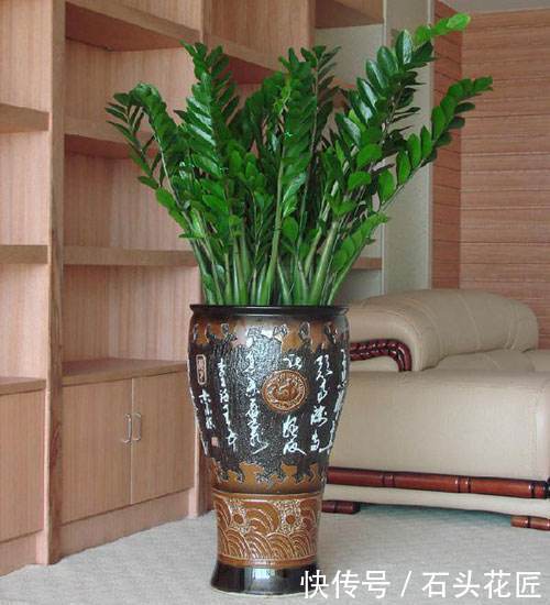 陶瓷|“带釉”的花盆好不好？1个优点、3个缺点要知道，才能养好花