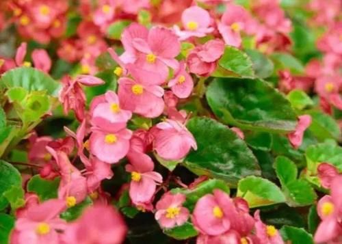 3种花养家里,开花又大又艳,比牡丹美,比绿萝好养!