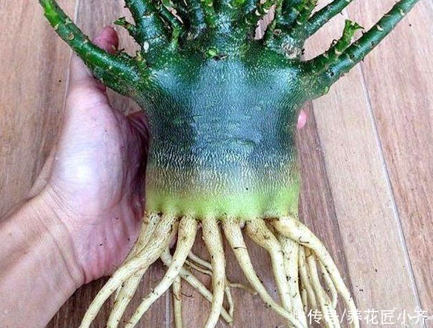 花盆|沙漠玫瑰“烂茎”不要放弃,掌握救治技巧,让它长出“八爪根”