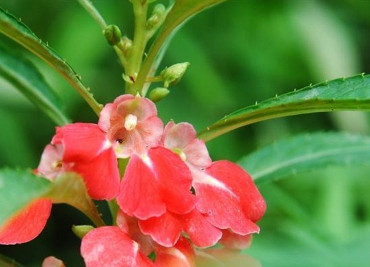 种花|“1种花”沾土就活,比长寿花、月季都好看,尤其女生最喜欢