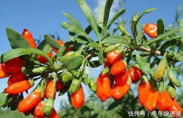 不会养花,就养这2种绿植,好养能吃花芳香,两年长成盆景