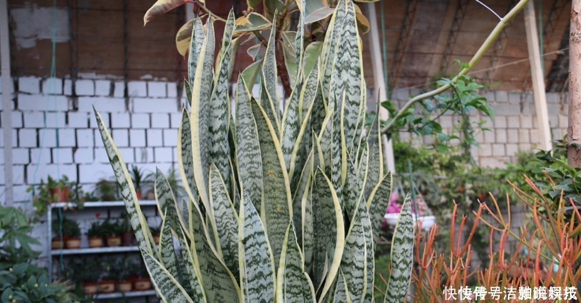 植株|5种花干养最好,植株健壮能开花,湿养会送命!