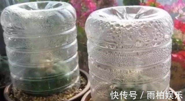 家庭养花,塑料瓶是“宝贝”,学会5个使用“小妙招”,一生受用