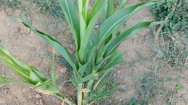 小时候常拿这个植物的果子做手链,到现在我还不知道名字,谁知道