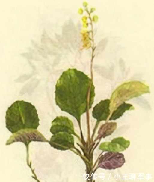 祛风|每日一中药,鹿衔草