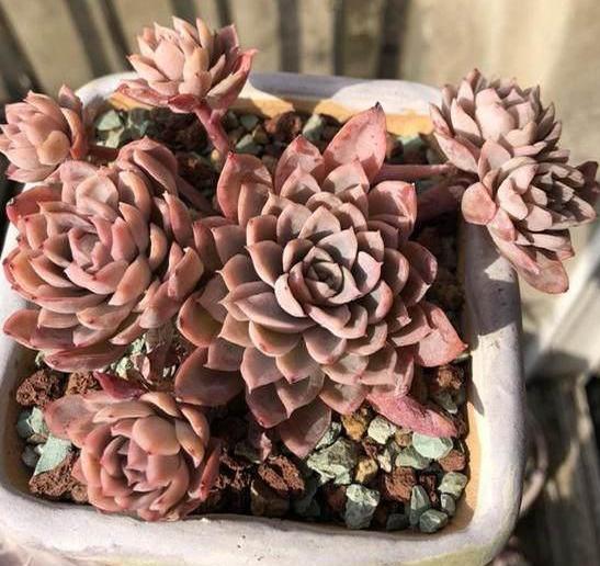 夏季养多肉需要换土，按照5步修根缓苗，新手小白皆可轻松上手