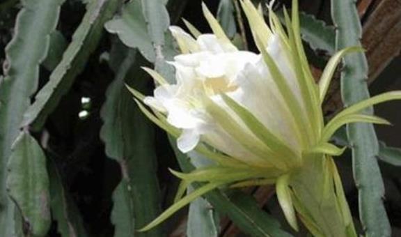 把这三种花摆客厅,一个月浇水一次,反而变旺盛!