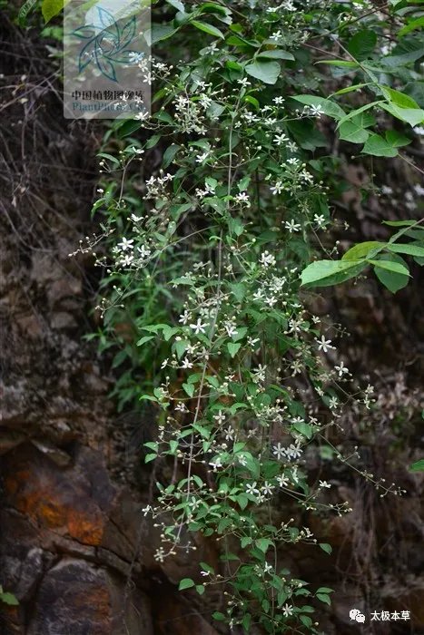 脑瘤|金剪刀,剪掉你的风湿性关节炎、深部脓肿
