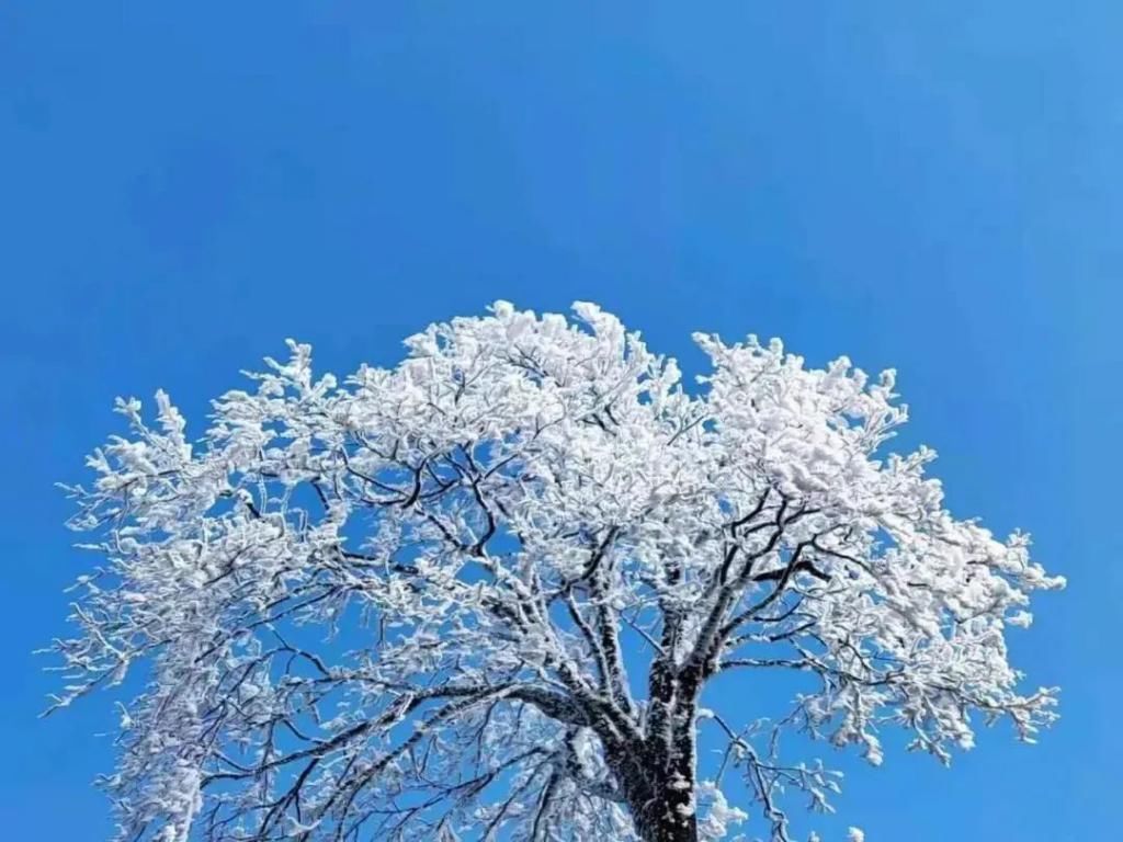 1小时飙拢！去重庆看雪！云海雪山森林，下山还能泡温泉！