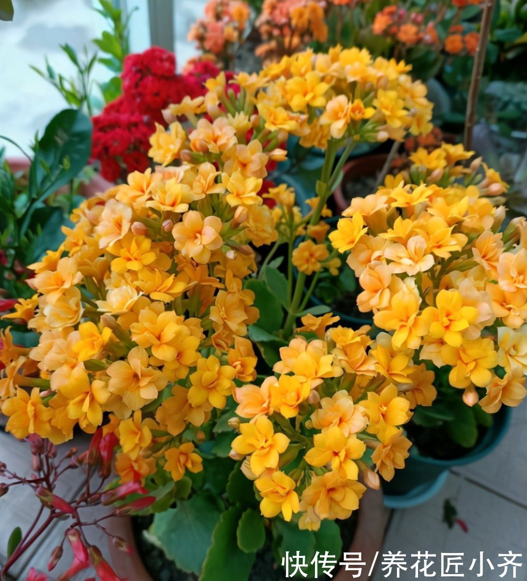 长寿花4月养护技巧，让它长满侧芽，叶片大又绿，秋季满头花苞