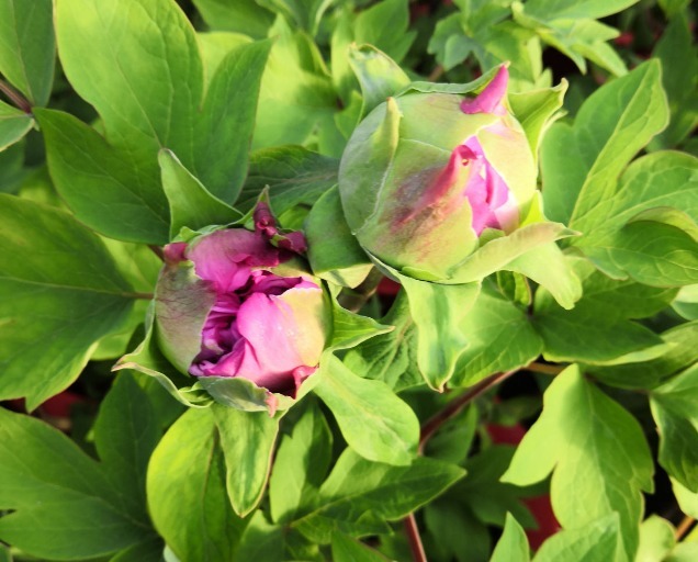 营养液|马上进入花期的花,10天一次肥,下个月就开花