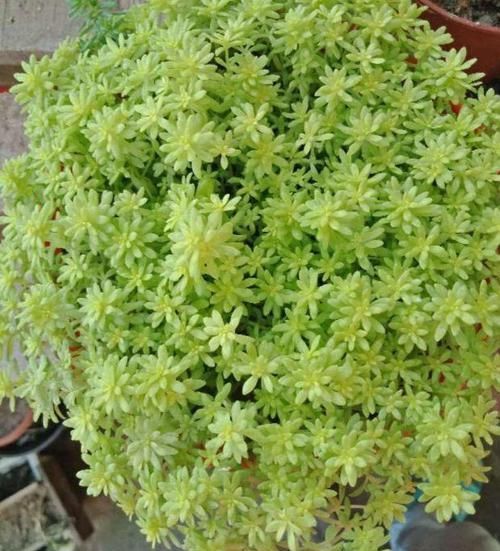 多肉狠心剃个头，呼呼长满小肉芽，20天就爆盆