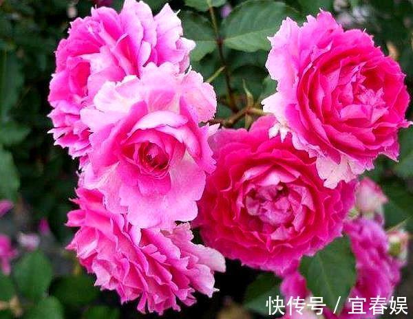 此花耐热耐旱,花色艳红,香气四溢,四季开花,誉为开花战斗机