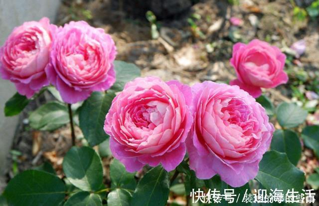 枝条|养月季，不可偷懒，牢记“2件事”，开花不断，花期久