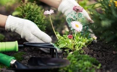 养花土壤“硬邦邦”，撒把“干肥”，瞬间变“肥沃”，养啥花都旺