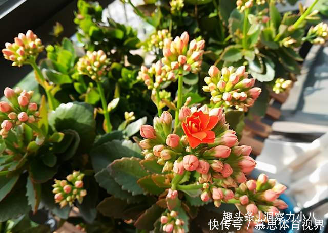 想长寿花多冒苞,土里埋下这“两料”,蹭蹭窜芽,开出层叠群花