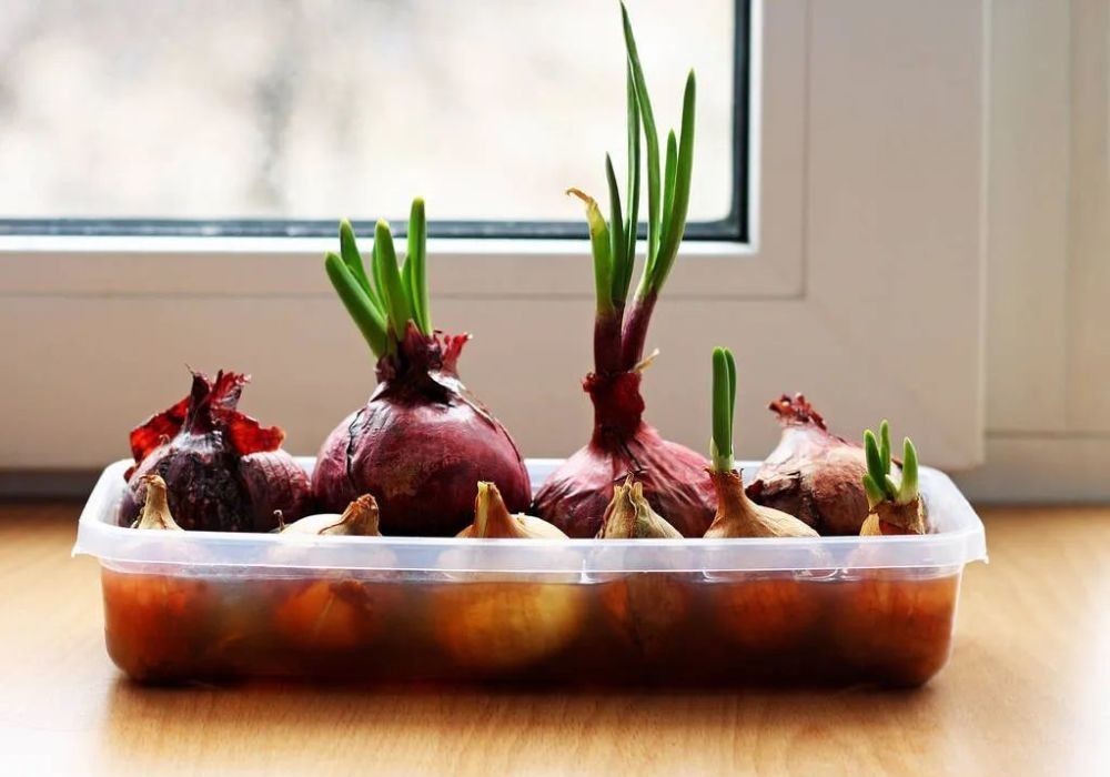 花园|在家种个菜都这么美,还要什么花园?