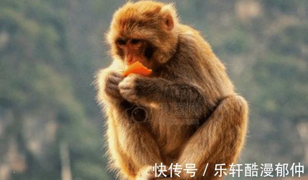 生肖猴|大金猴，10月不再被束缚，窘境退去，逆流而上，工作赢得先机