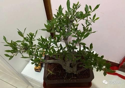 老花农都用醋养花,养一个旺一个,这些好处,你可能还不知道吧!