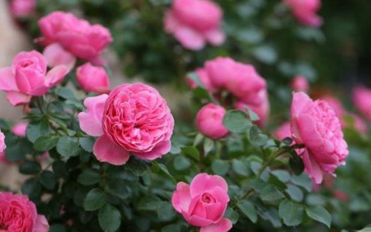 几款花卉，花艳易爆盆，开花幽香暗淡，家里天天有花赏