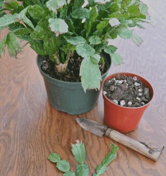 养花宝典,养好蟹爪兰只要做到这四点,千万要注意