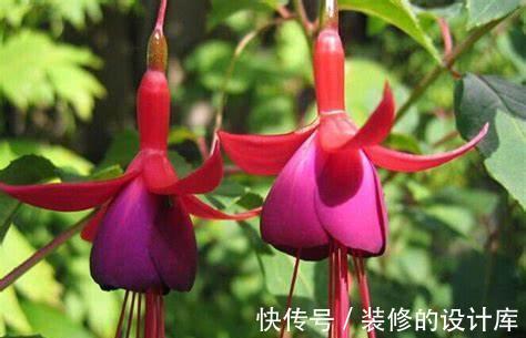养花试试这几款,花朵鲜艳夺目,让你家里仙气十足