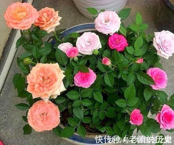 3种花，不建议在花卉市场买，养不几天大多枯萎