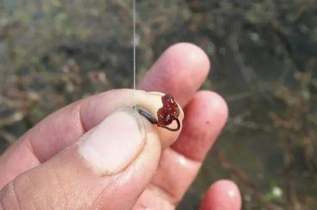 咬钩率|冷天垂钓大板鲫时,可供钓友选用的2种特色钓法