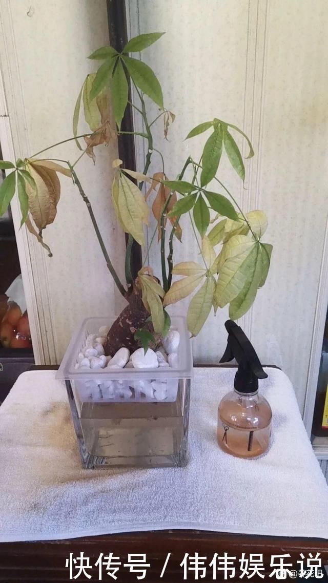 地方|夏天养花,这个地方千万别摆,否则3天死翘翘