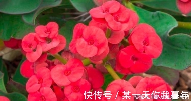 4种花是花中劳模，一年四季开花不断，养家里1盆，开花富贵