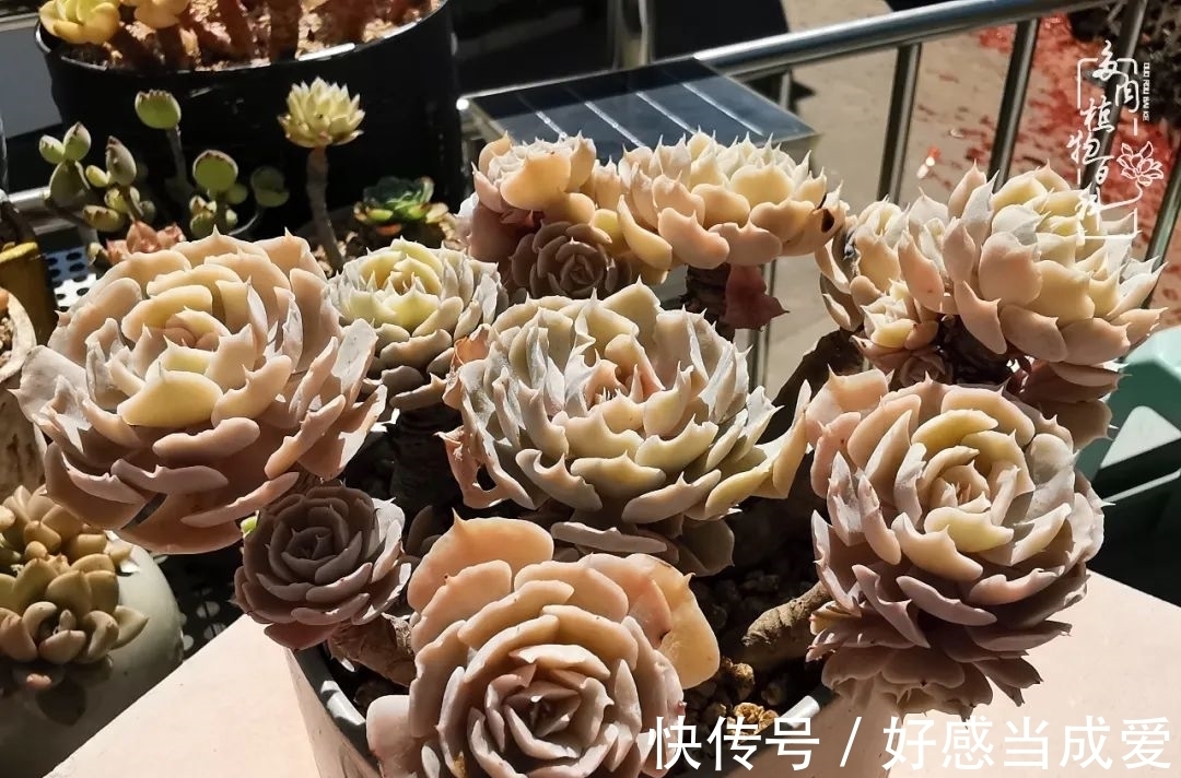 治愈之“肉”:愿所有的养肉人都被这些“胖子们”治愈