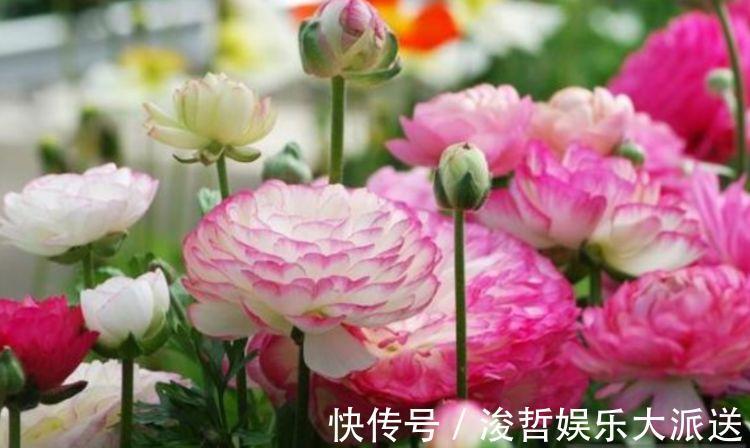 修剪|“4种花”懒人、新手都能养的好,一言不合就爆盆,你一定喜欢
