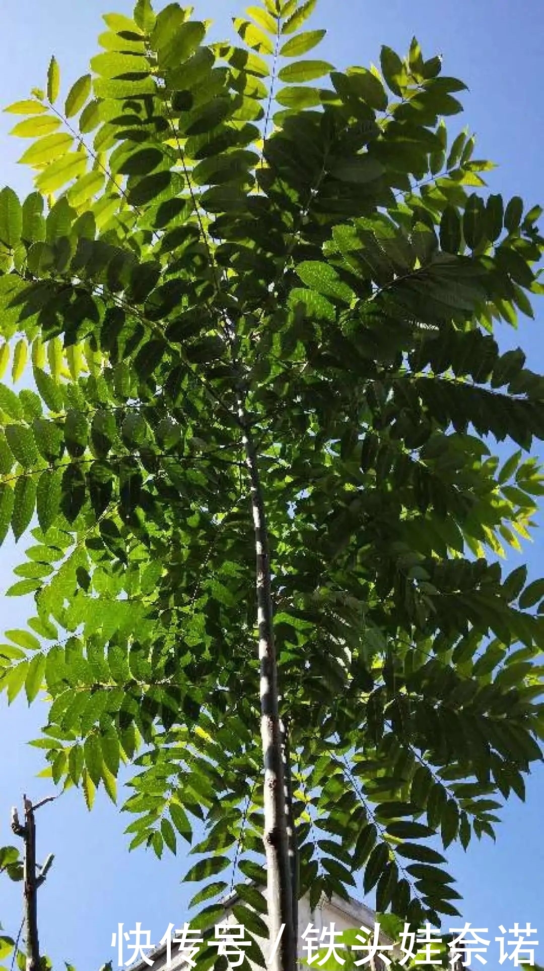 2021养盆镇宅花，当做守护神，好运进来，霉运离开！