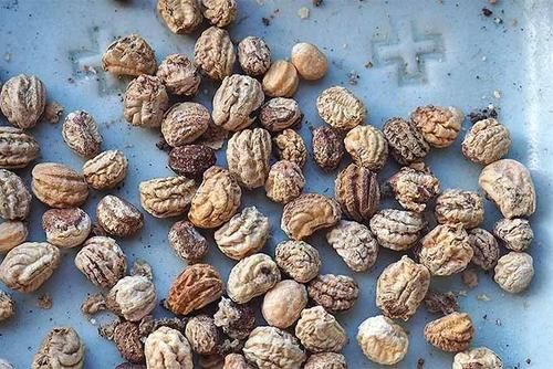 用种子培育旱金莲，上手简单的观叶观花植物，缺点就是难度夏