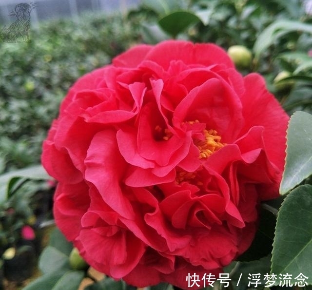 此花卉,是植物界的“万岁爷”,比牡丹还美,花期200多天