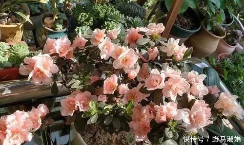 黄叶|想要酸性土养花该怎么弄兑点它们,喜酸植物不再黄叶掉花苞