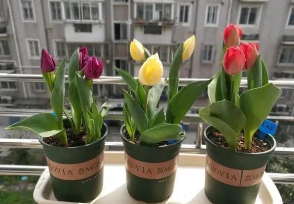 4种漂亮的“浓香”花，只可看不能闻，卧室养护更要避开