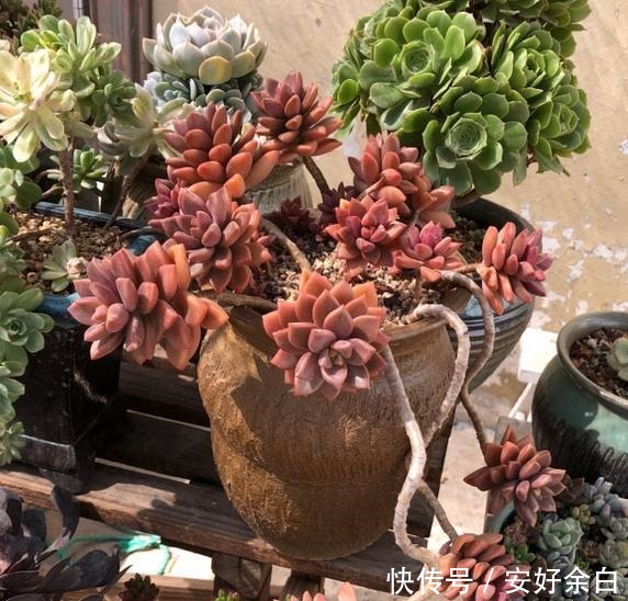 露养2年的姬胧月，不露养不知道，露养后才知道姬胧月可以这么美！