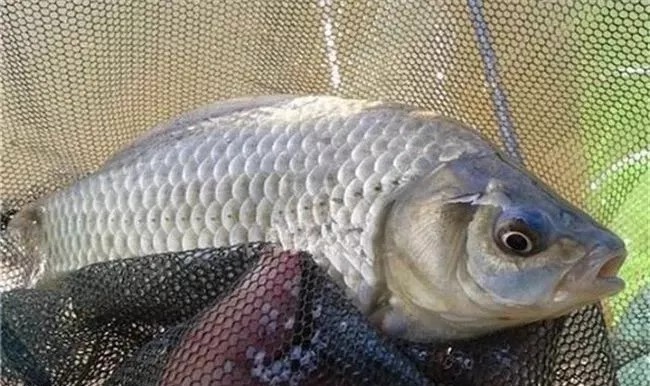 秋季鲤鱼、草鱼没口？这几个技巧让你钓鲫鱼也能过瘾